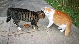 纹身大猫抢橘猫的食物，橘猫也太怂了：铲屎官，快来救我！