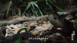 我们的国家公园｜ 眼镜王蛇一口咬扁竹叶青的头