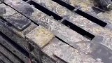 蟹笼放了一晚上，就像开盲盒一样，看看战果如何？
