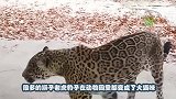 男子被猎豹咬住大腿，抓住豹腿狂抡两圈，豹子：大哥，我错了