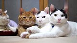 说好的猫爪在上呢？为什么你们这么和谐！