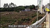 三妹带看看中江第三届乡村旅游节，几千亩勺药花，你了解勺药花吗