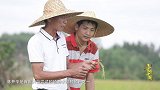 《寻味中国》第三十三期 湛江海水稻海红香米