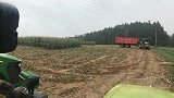 农场主正在收割玉米，田里突然冲出一群野猪，一家老小一只不落