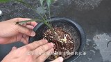 养护兔耳兰，摆放是关键，要不然就摔坏了！