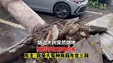 路边大树突然倒地，砸到停在旁边的车