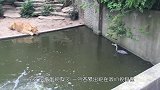 现实版“初生牛犊不怕虎”，苍鹭大胆靠近几头狮子，结果可想而知