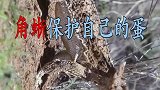 雌性角蜥不惧强敌守护自己的蛋！