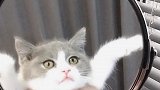 猫咪好可爱 你们觉得我今天是不是也很可爱