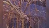 男生踢树落雪感受雪中浪漫