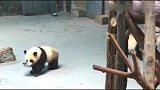 小熊猫叼盆讨吃的，这么可爱谁拒绝得了
