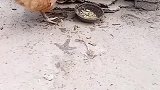鸡：你才来几天，就开始霸道了