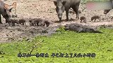 鳄鱼捕食小野猪，结果大野猪突然发飙，下一刻鳄鱼悲剧了