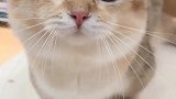 猫咪的反驳，连叫都这么可爱，说你脏你还不信！