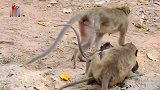 一个可恨的老猴子竟然袭击婴儿，婴儿需要保护，它为什么这样狠心