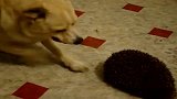 面对刺猬抓狂的小狗