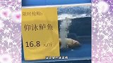 搞笑视频：这商家真是太聪明了，明明是死鱼，硬是说是仰泳鲈鱼