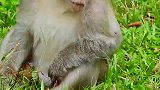 猴子为了王位它伤痕累累，付出都是值得的，谁都生活的不容易