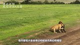 母狮抓到刚出生的小鹿，想吃却忍住了，凶猛背后不为人知的一面！