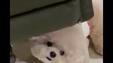 瞧这小眼神，这是怎么了