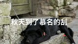 儿子意外走丢，家里母狗却总在半夜嚎叫不止，父亲打开狗窝傻眼了