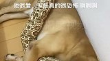后悔给他买这个蛇了，我自己觉得很恐怖