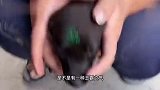 狗：你给我头上写字我没意见，能不能换个颜色