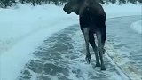 冰天雪地驴走路滑倒，尴尬的回头，没人看见吧