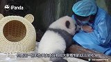 熊猫爬到饲养员面前，竟然主动亲吻饲养员，想要得到饲养员的宠爱