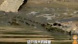 真是饿疯了，鳄鱼捕杀小河马被大河马群发现，差点把它撕碎