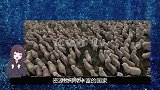澳大利亚500万民众请求中国出手，网友：千万不能帮