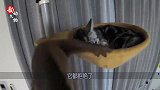 水濑让猫咪陪自己玩，猫咪却宅在窝里装高冷，水濑-咋的了？