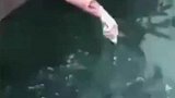 徒手钓大鱼鱼竿都省了