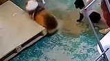 猫咪救自家狗狗