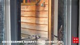 猫咪被锁在了外边，开始不停的敲窗户
