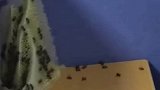 小学教室里发现大量蜜蜂
