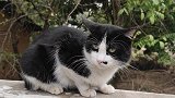 奶牛猫天生就是话痨，喵，喵，喵！