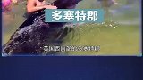5种对人类友好的海洋生物