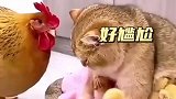 小猫私养小鸡，好尴尬