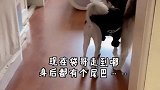 你们猜多多能拿下袋哥吗？