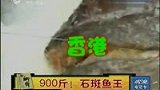 福州钓上900斤石斑鱼王 身长2.32米-7月21日