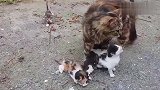 一只可怜的流浪猫，还带着四只小猫，吃不饱睡不暖