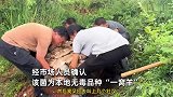 云南惊现160斤巨无霸菌王！4名壮汉搬运引市民轰动