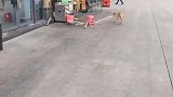 这狗好像下狗了，需要补充营养