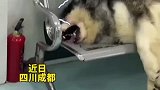 狗狗打架输了躺在医院哭个不停