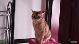 我妈出差两天回家，家里猫激动到满地打滚