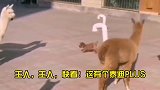 搞笑配音：别怕！马上就好，不疼！