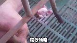 毛驴子爬坡,不给越野车留面子啊