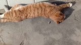 猫：身上痒死了，我在地上蹭蹭！