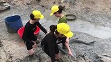 三个美女在泥潭里捉大鱼，没想到还有几十斤重的大鱼